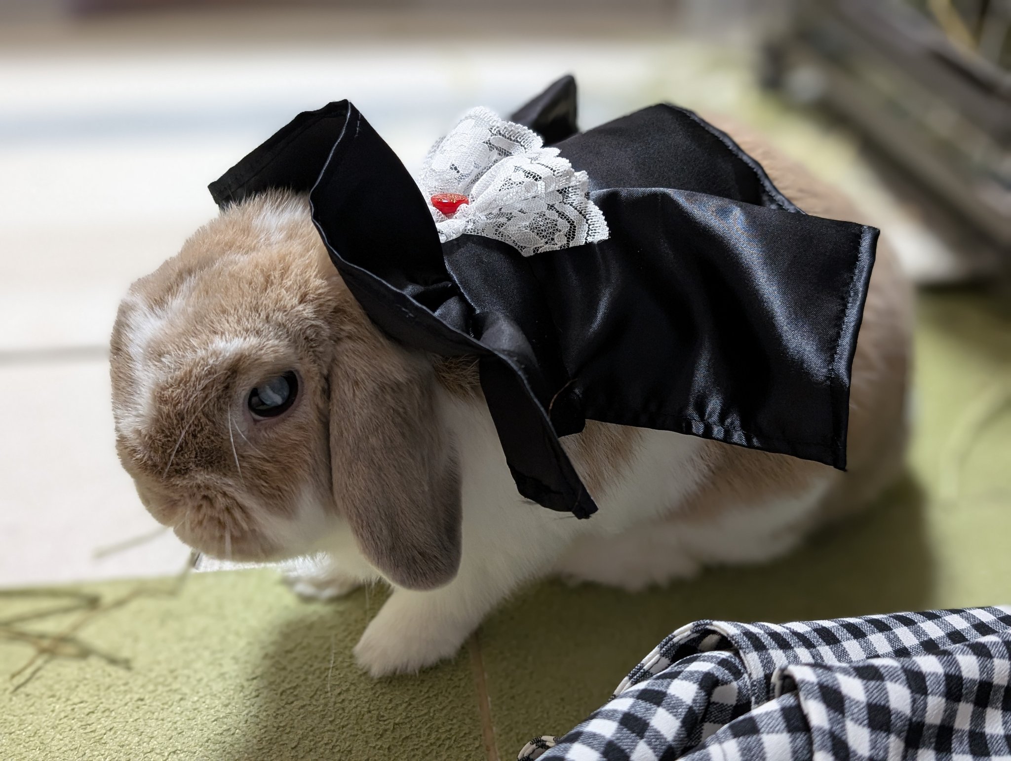 うさみみマント むーみん🐰🦔🐰🐰しばらく低浮上 on X: 