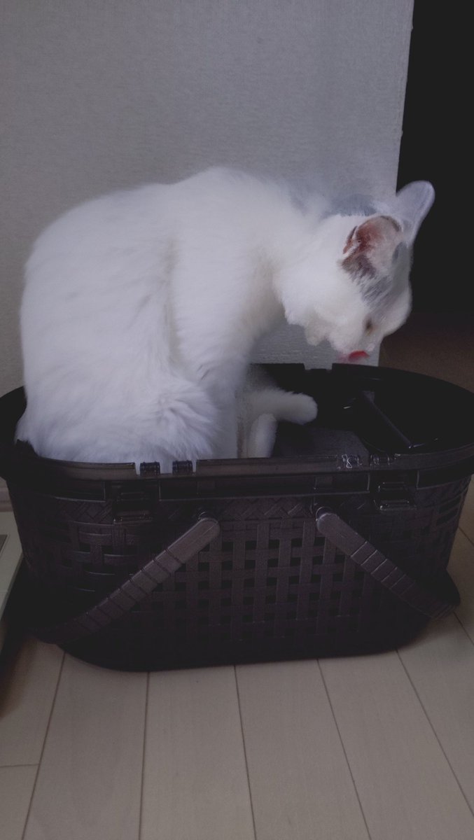 た…だいま？
姫…あなたリビングの扉どうしたの？

あと、そのキャリーお嬢のね。
あなたはリュックでしょ。