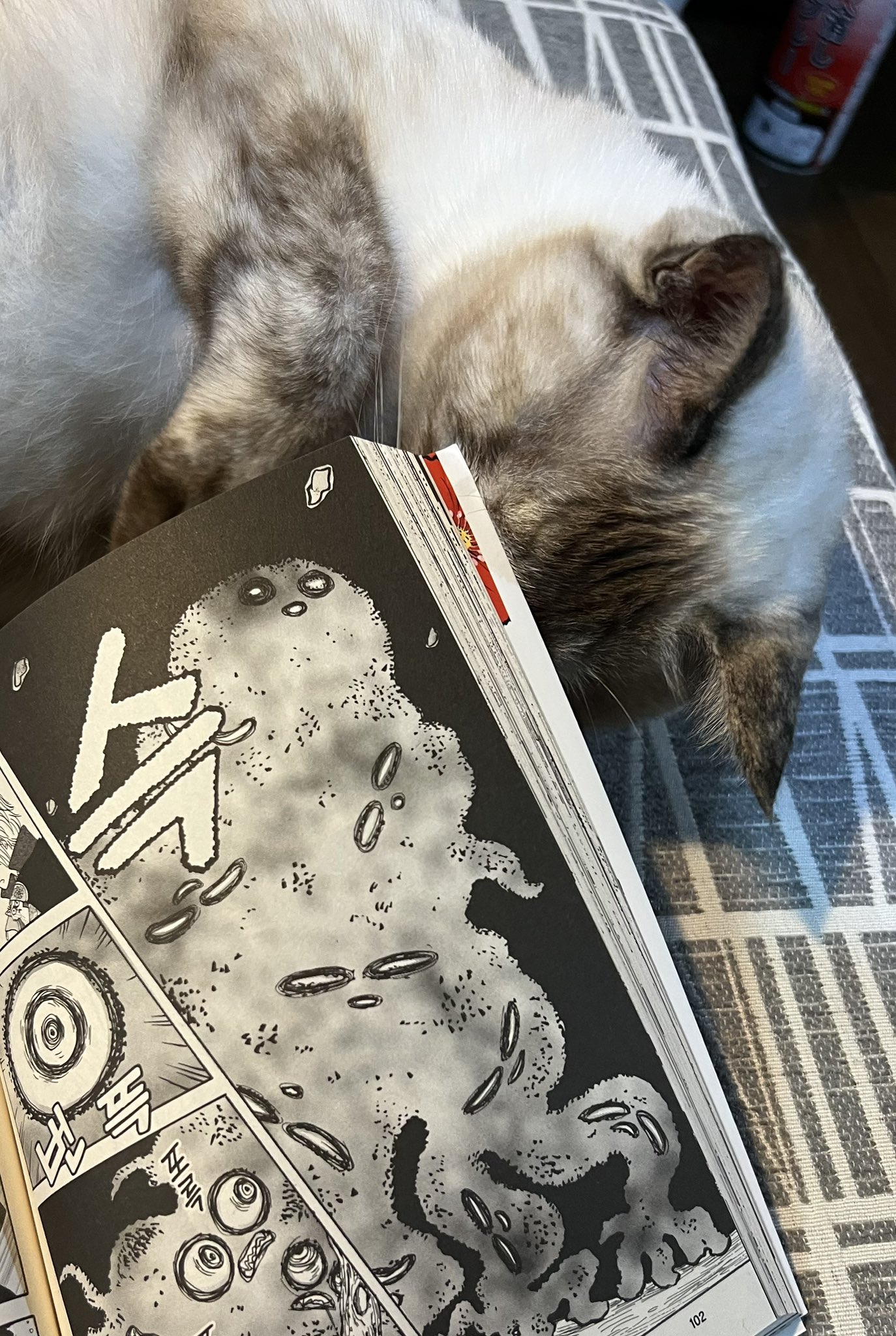 猫絵十兵衛　既刊1-24巻セット　永尾まる 猫絵十兵衛 既刊1-24巻セット 永尾まる Amazon.co.jp: 猫絵十兵衛 ～