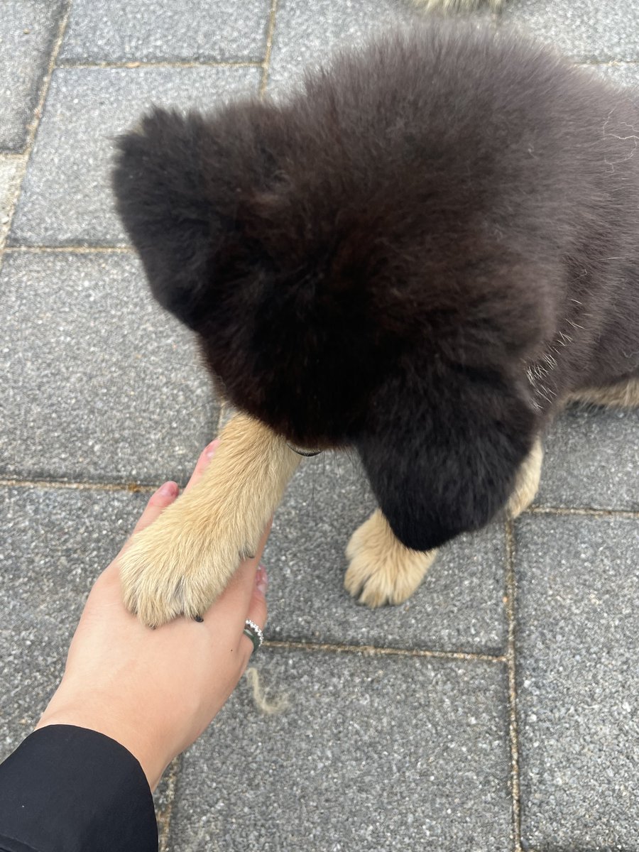 강아지 두마리가 주인을 기다려요
강아지가 너무 순하고 착해서
온몸을 다쓰다듬어줬는데 털을 저만큼 빗을때까지 헤헤 웃고만 있었어요

너무 착해서 잡혀갔어요…ㅜ.ㅜ

따라온 아기강쥐도 통통하고 사랑스럽고 엄마를 닮아 너무 젠틀

입양 임보 문의 기다려요

꼭 연락주세요
031-356-2281
