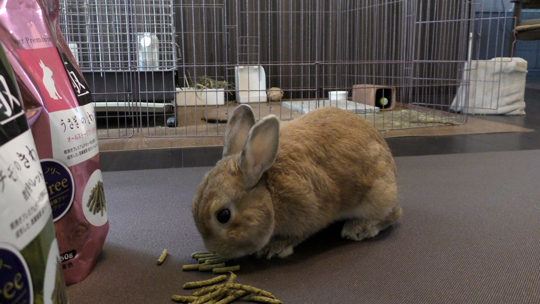 Senta the rabbit on X: 