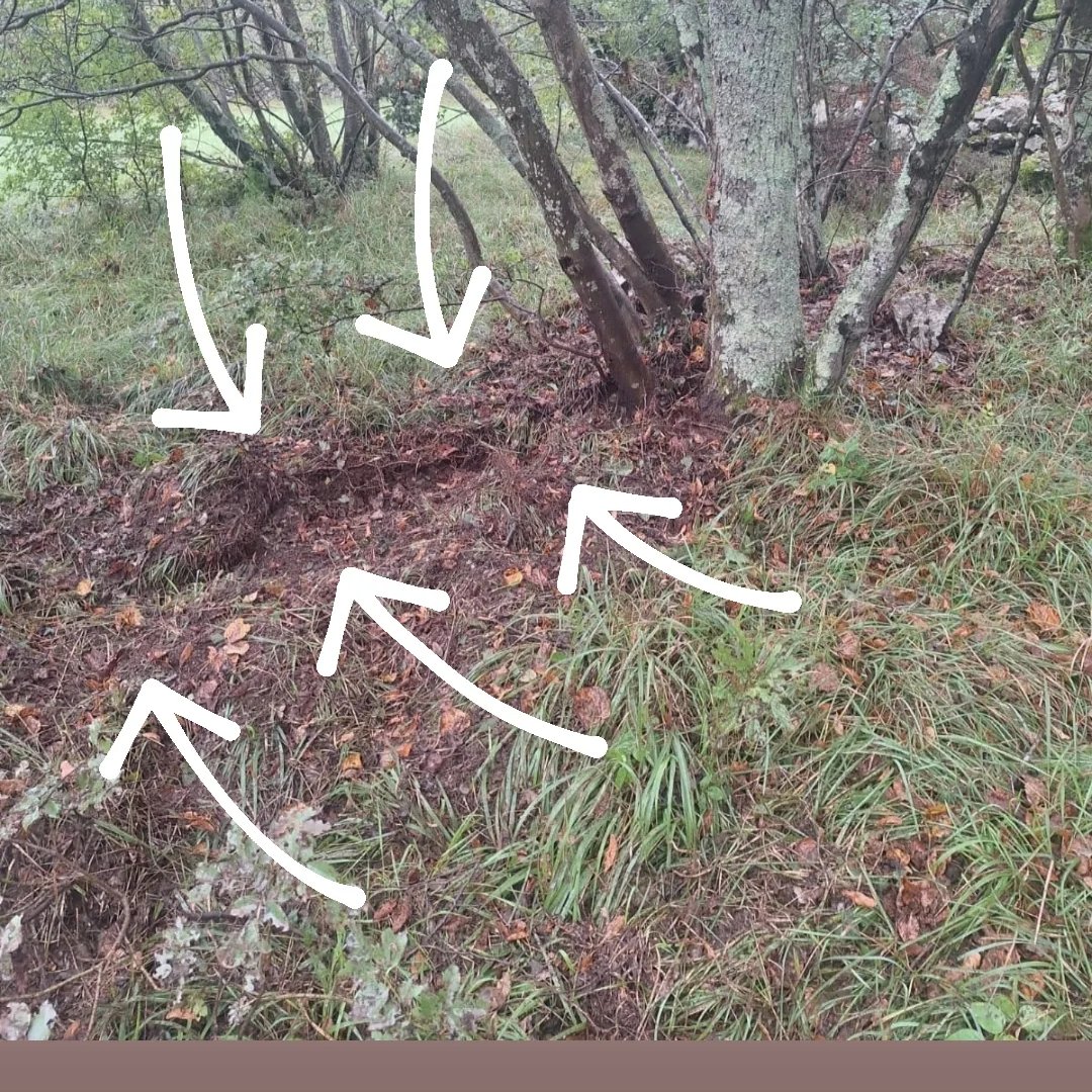 Alpine-Adriatic Meteorological Society tweet media