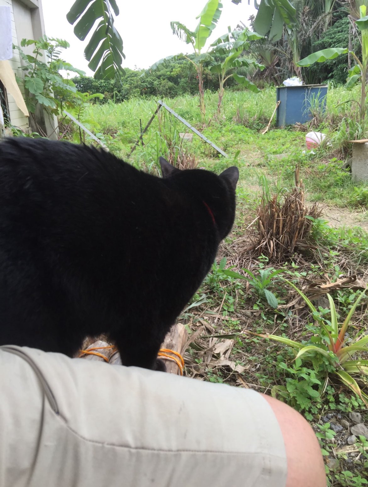 Feline Guardians without borders Japan on X: 