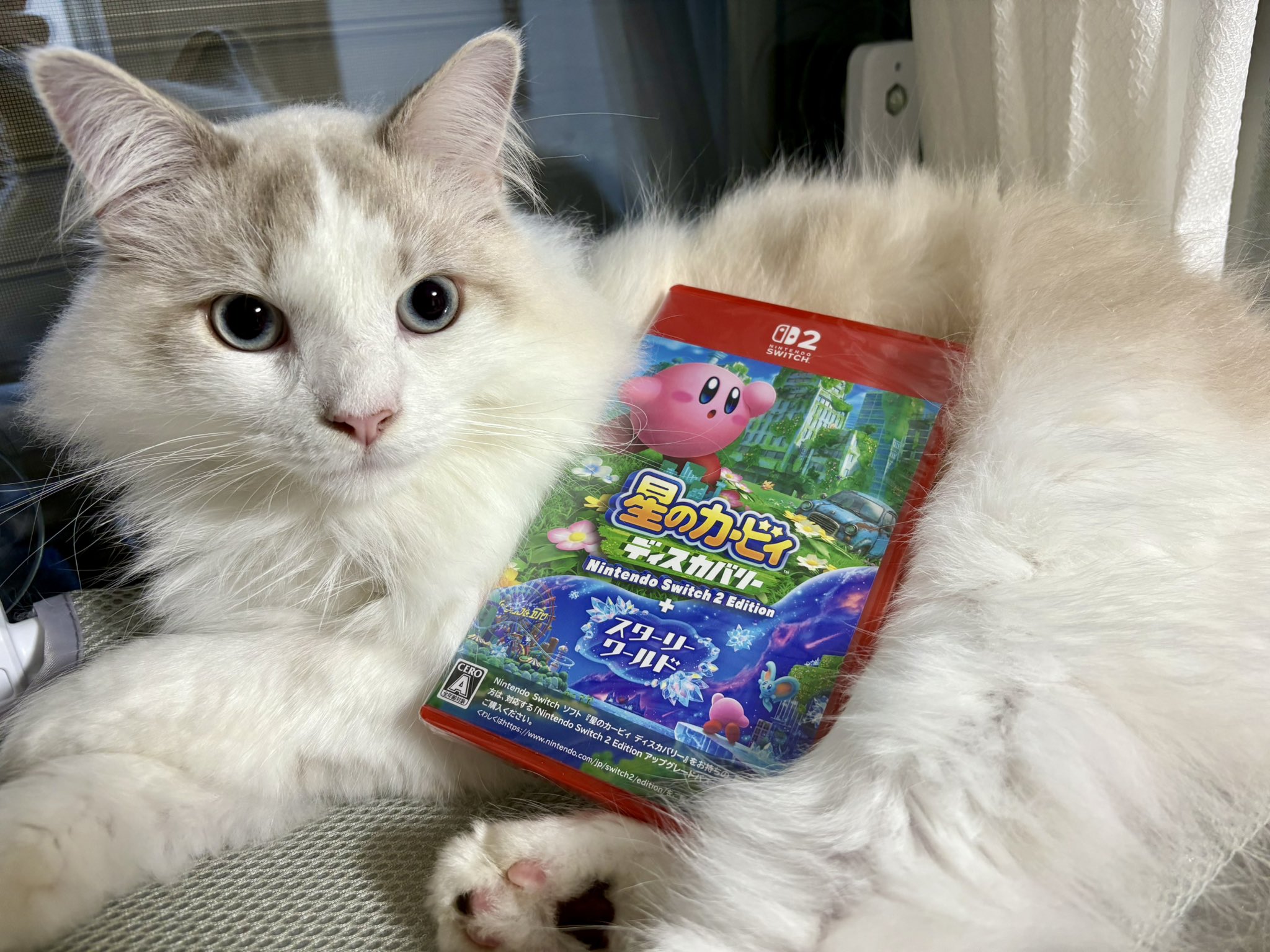 ねこきち ねこきち on X: 