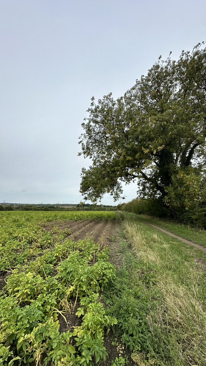IamLeeScott's tweet image. 🌱☀️ Sunlight isn’t just nice to have — it’s survival.

These crops show the difference: where the sun can’t reach, growth withers. 

A reminder that light fuels life. 

 #Nature #Sunlight