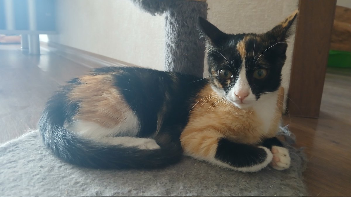 Тбилиси!!! Батуми, да и вся Грузия:)
Вчера вечером мне на голову свалилась эта маленькая прелесть (буквально!)
Малышка +-4 месяца красивая, умная, знает, что такое лоток, пьет воду, ест сухой корм, очень игривая - в общем, идеальная мурчалка!
Ищет хозяев!!!

Всех прошу ретвит!