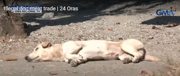 NamiKim_DogsSK's tweet photo. Our support against the #DogMeatTrade in #Philippines
Man nabbed for illegal dog meat trade in #Badoc, Ilocos Norte
September 5, 2025 - by .@gmanews
📰https://t.co/eTmy58hzGu
According to a report by GMA Regional TV's CJ Torida on 24 Oras, the man was in possession of a live dog and several kilos of dog meat when he was arrested in a police entrapment operation.