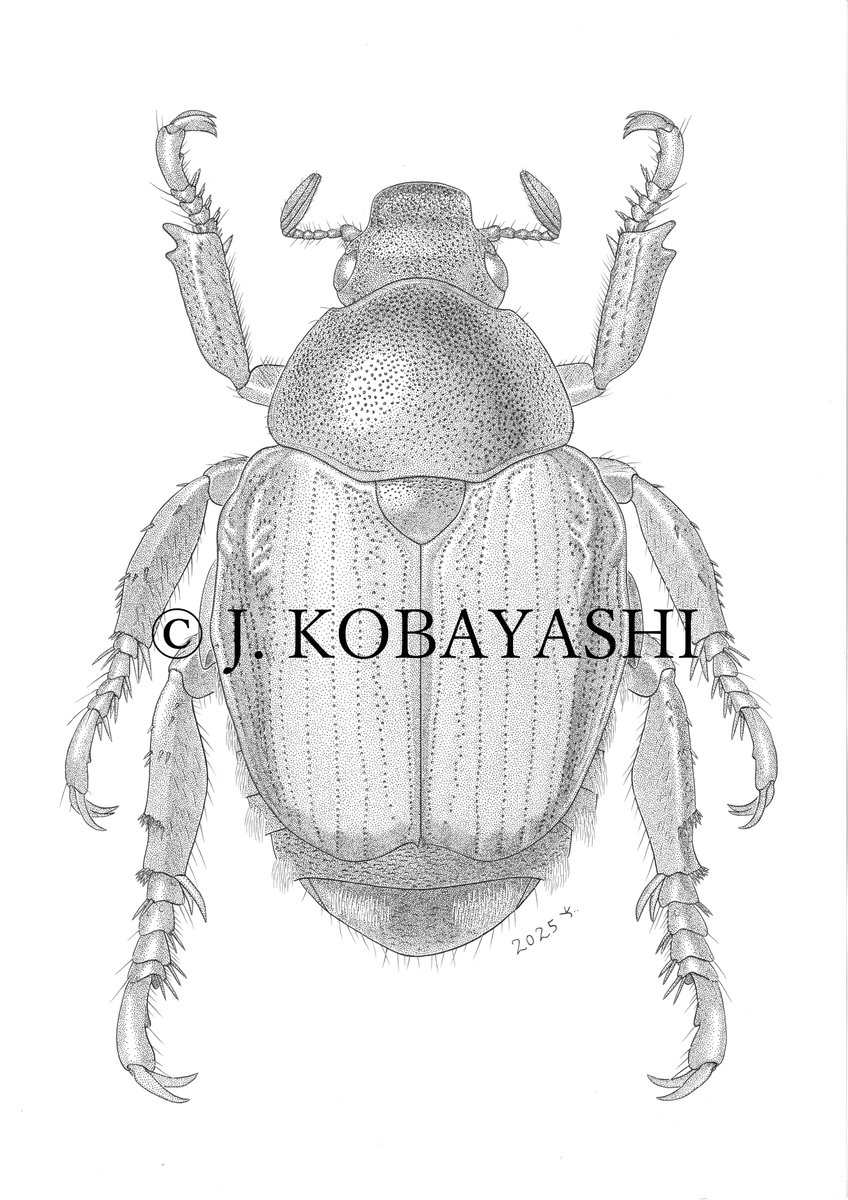 J KOBAYASHI (@j_atrata) / Posts / X