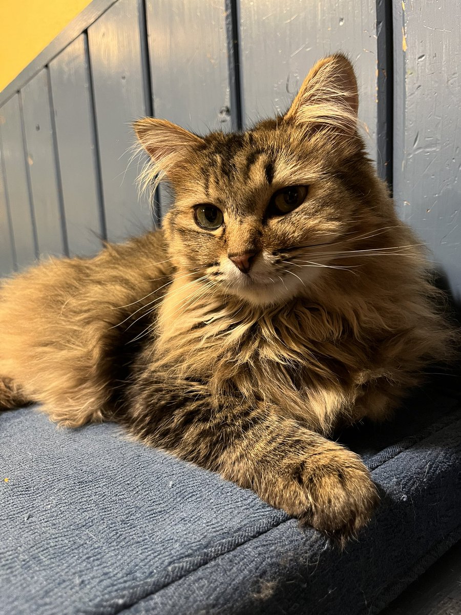 ネコのいるペンションでの
晩ごはん。

#ハンサム猫