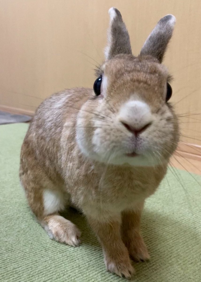 仕事、朝から通しで今から帰ります😵
うさぎさん見て癒されたい😭