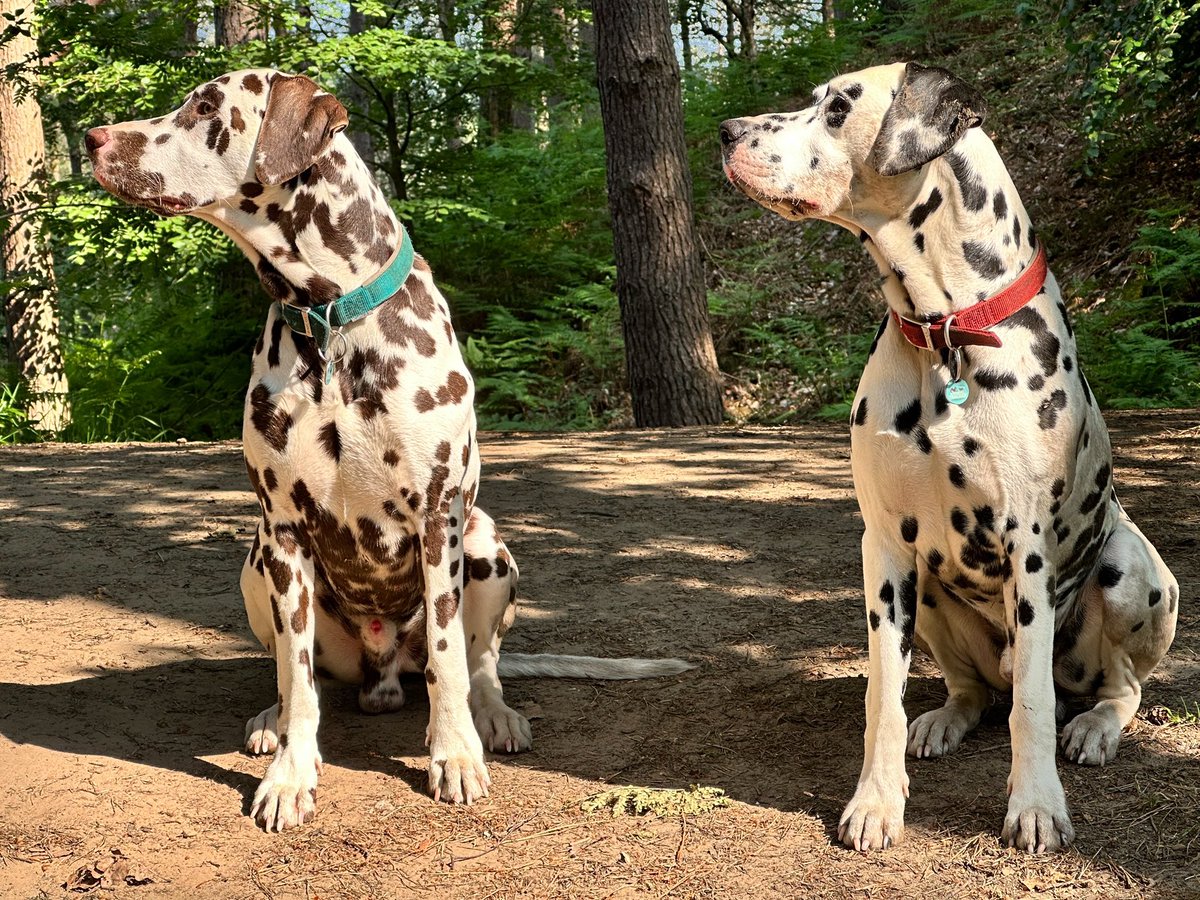 A change of scene now that our beach holiday is over. Instead of deer on the dunes to watch we have squirrels in the woods to gaze upon with lustful abandon. Ever seen a spotted hooligan climb a pine tree…..?
