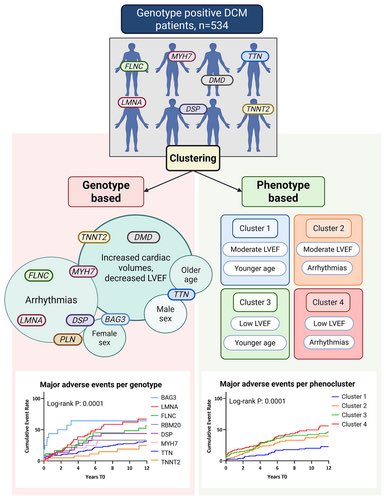 📌Impact of genotype–phenotype associations on prognosis in dilated cardiomyopathy 🫀

#DCM #genetics