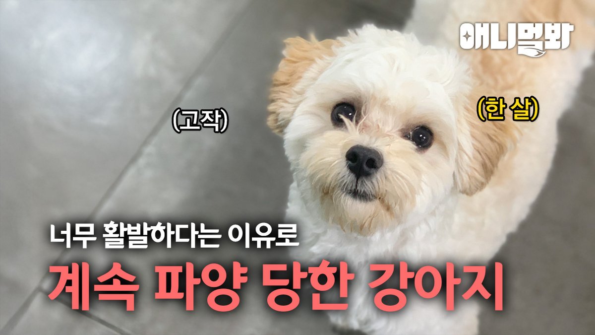 sbsyang's tweet photo. 어려운 형편에도 유기견들을 보살피는 할아버지.. 그들에게 찾아온 더 큰 시련... #애니멀봐

👀📷 Full ver. https://t.co/3U8yrqbbX2
📷📷 Follow @sbsyang

#동물농장 #animalvideos #SBSTV #animalfarm #SBS #SBSanimal #sbs동물농장 #동물농장강아지 https://t.co/FhMP7UhQHp