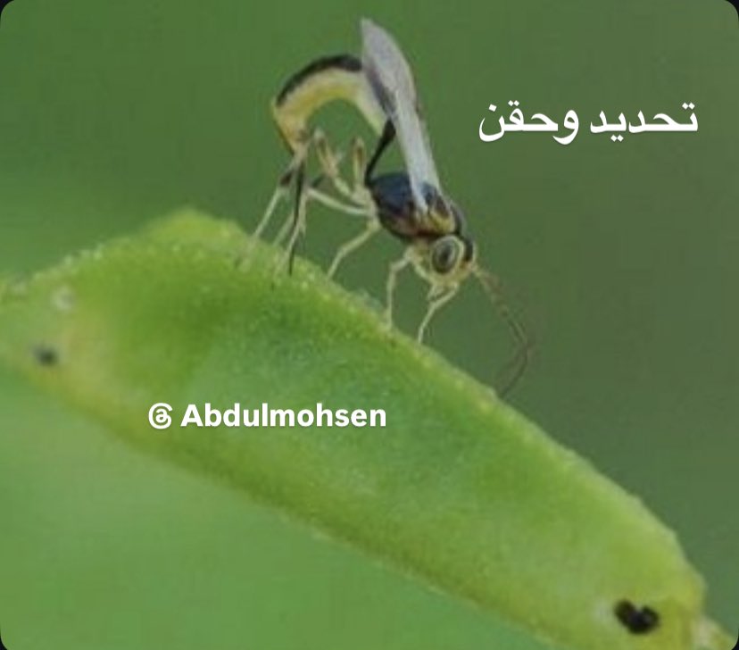 EngAMAmohsen's tweet photo. آفة #لافة_أوراق_الموالح Citruc #Leafroller من الآفات ذات المدى العائلي الواسع تنتشر على أشجار #الحمضيات وغيرها في النواحي الأقل استخداماً للمبيدات تجد دبوراً يتبع #Ichneumonid_Parasitic_Wasps يحقن عذارى الآفة وهي داخل شرانقها التي تصنعها من أوراق الموالح وتقضي عليها وبكفاءة وأمان https://t.co/LDds1vAwBQ