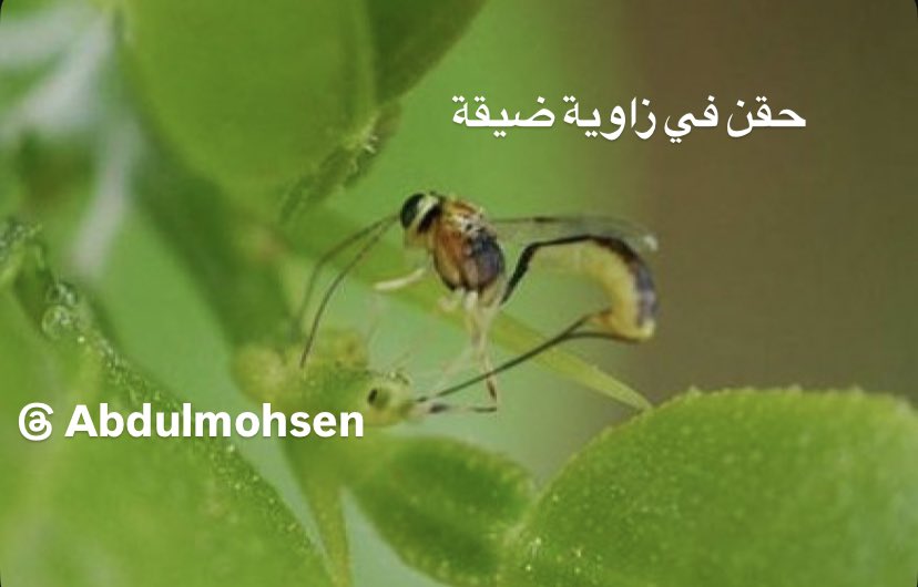 EngAMAmohsen's tweet photo. آفة #لافة_أوراق_الموالح Citruc #Leafroller من الآفات ذات المدى العائلي الواسع تنتشر على أشجار #الحمضيات وغيرها في النواحي الأقل استخداماً للمبيدات تجد دبوراً يتبع #Ichneumonid_Parasitic_Wasps يحقن عذارى الآفة وهي داخل شرانقها التي تصنعها من أوراق الموالح وتقضي عليها وبكفاءة وأمان https://t.co/LDds1vAwBQ