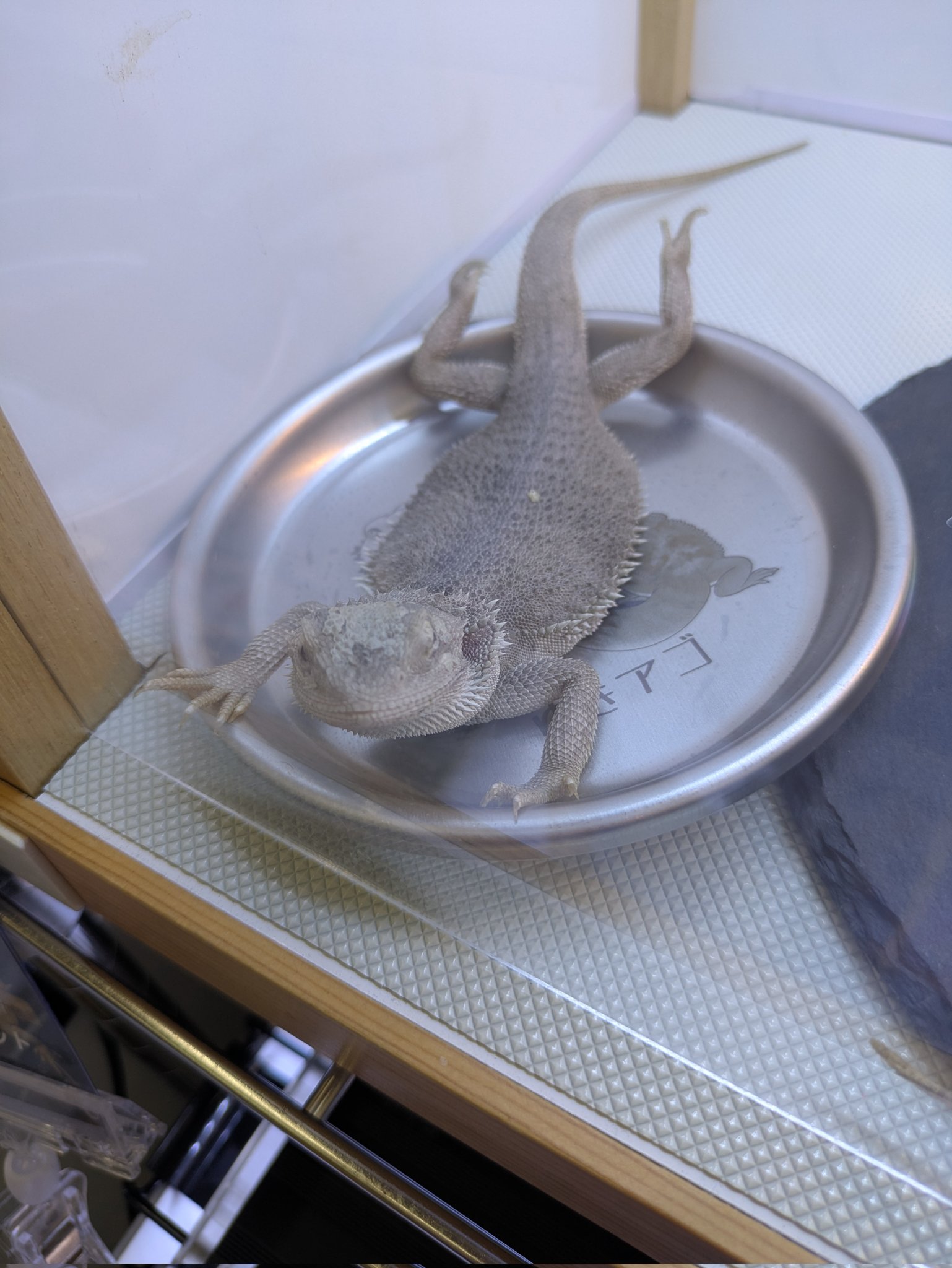 ゆきんこ 爬虫類リクエスト品 🦎ゆきねぇ🦎 Happy_Reptiles_Yuki (@ReptilesYuki) / X