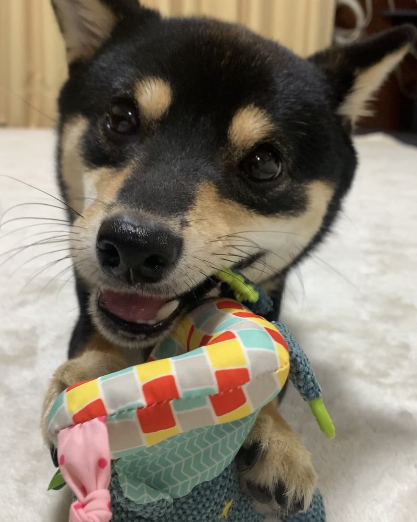 カミカミは至福の時間