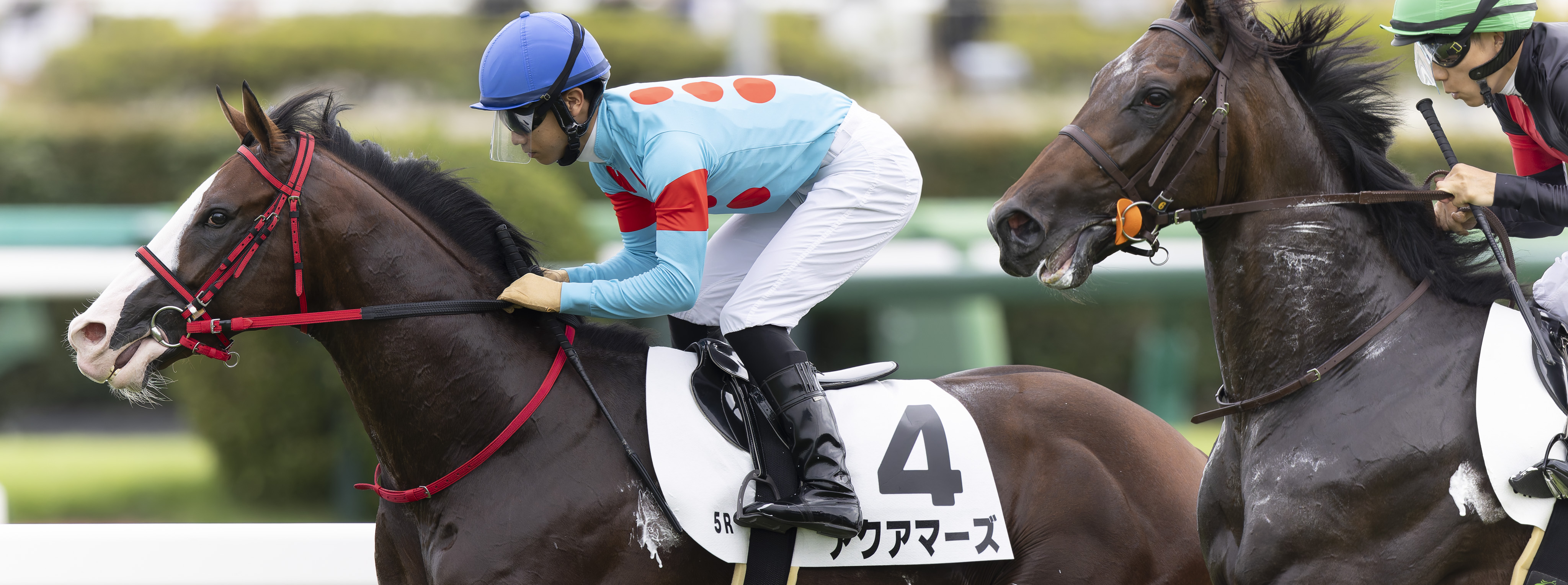 競馬の極み ツワモノ (Tsuwamono) | 競走馬データ - netkeiba