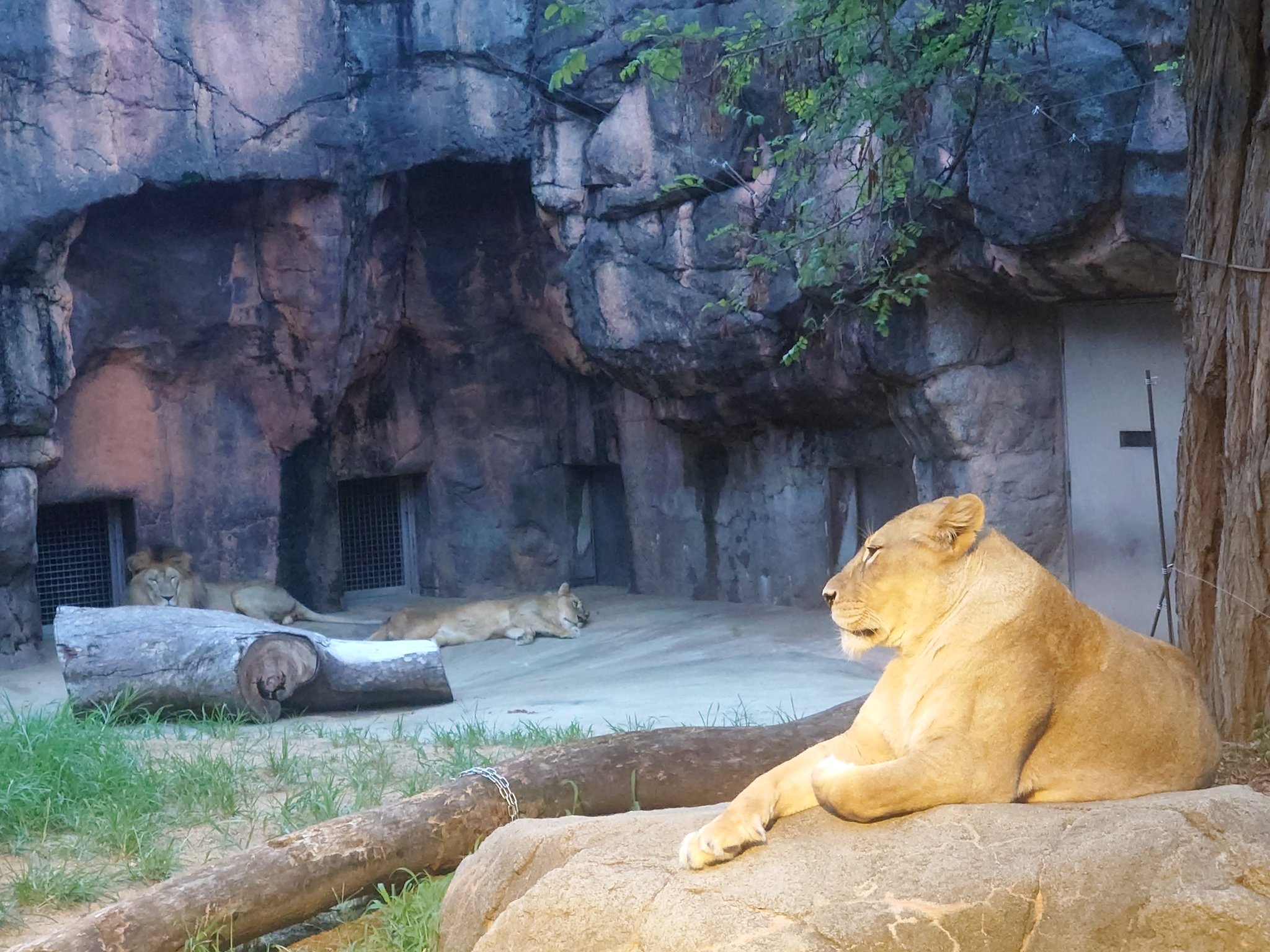 ナナ8.25 8.25R16 MICHELIN XZA 128K | Heuver