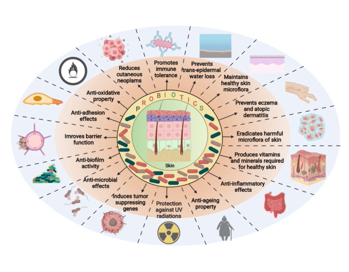 probiotic กินแล้วส่งผลต่อผิวยังไงได้บ้าง  ⁉️
นับเป็นอาหารเสริมที่ศึกษาลึกมากขึ้นเรื่อยๆ ⭐️มากกว่าแค่ขับถ่าย

 probiotics มีผลต่อ immune modulation ในลำไส้ แต่ก็อาจมีความสำคัญต่อผิวหนังมนุษย์ด้วย กลไกที่ oral probiotics ส่งผลต่อผิว คือ ผ่านการเปลี่ยนแปลงของ systemic immune
