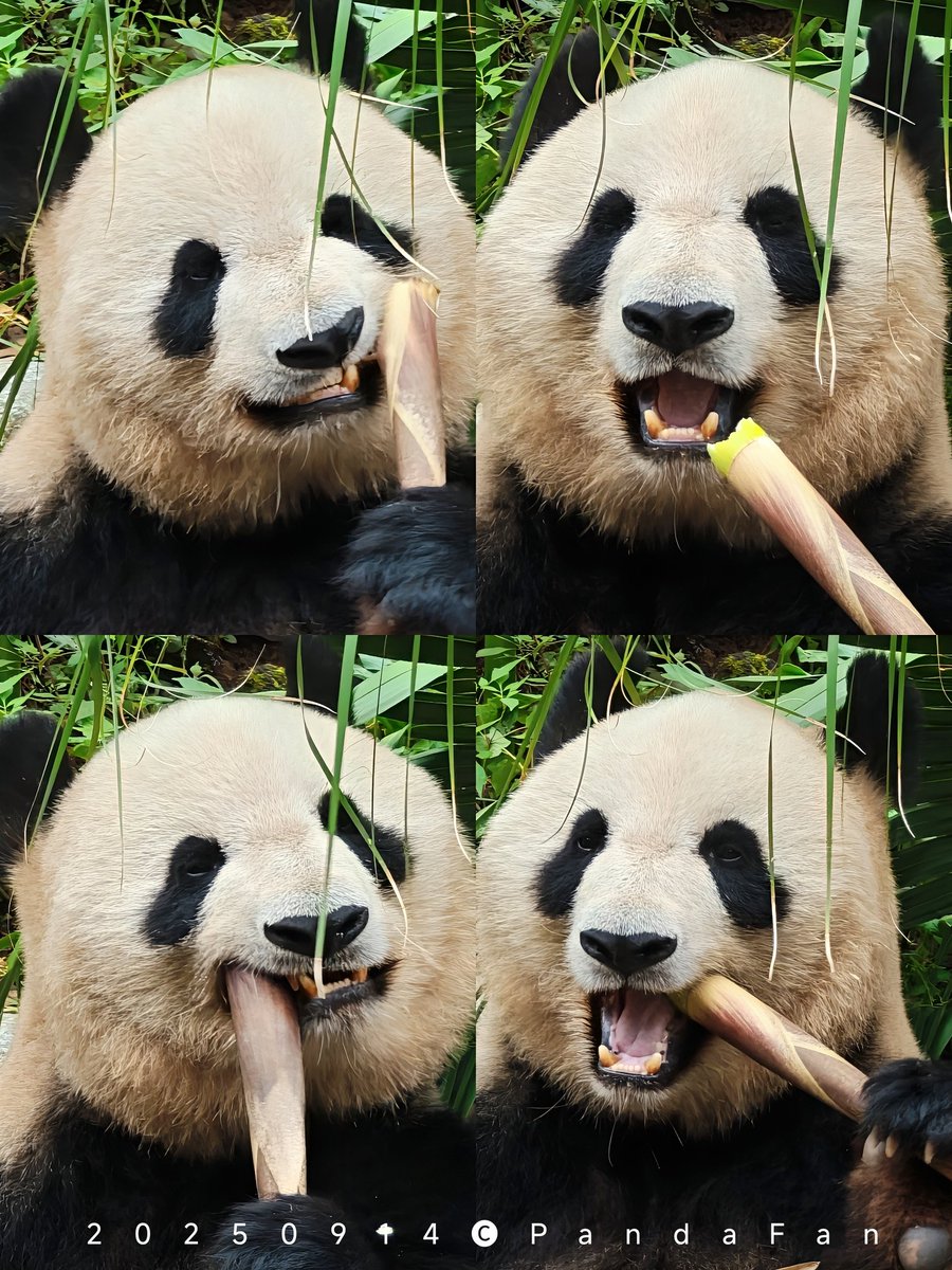 ⭐︎シャンシャンです、5本⭐︎ Amazon.co.jp: 上野動物園 公式パンダブック リーリー シンシン