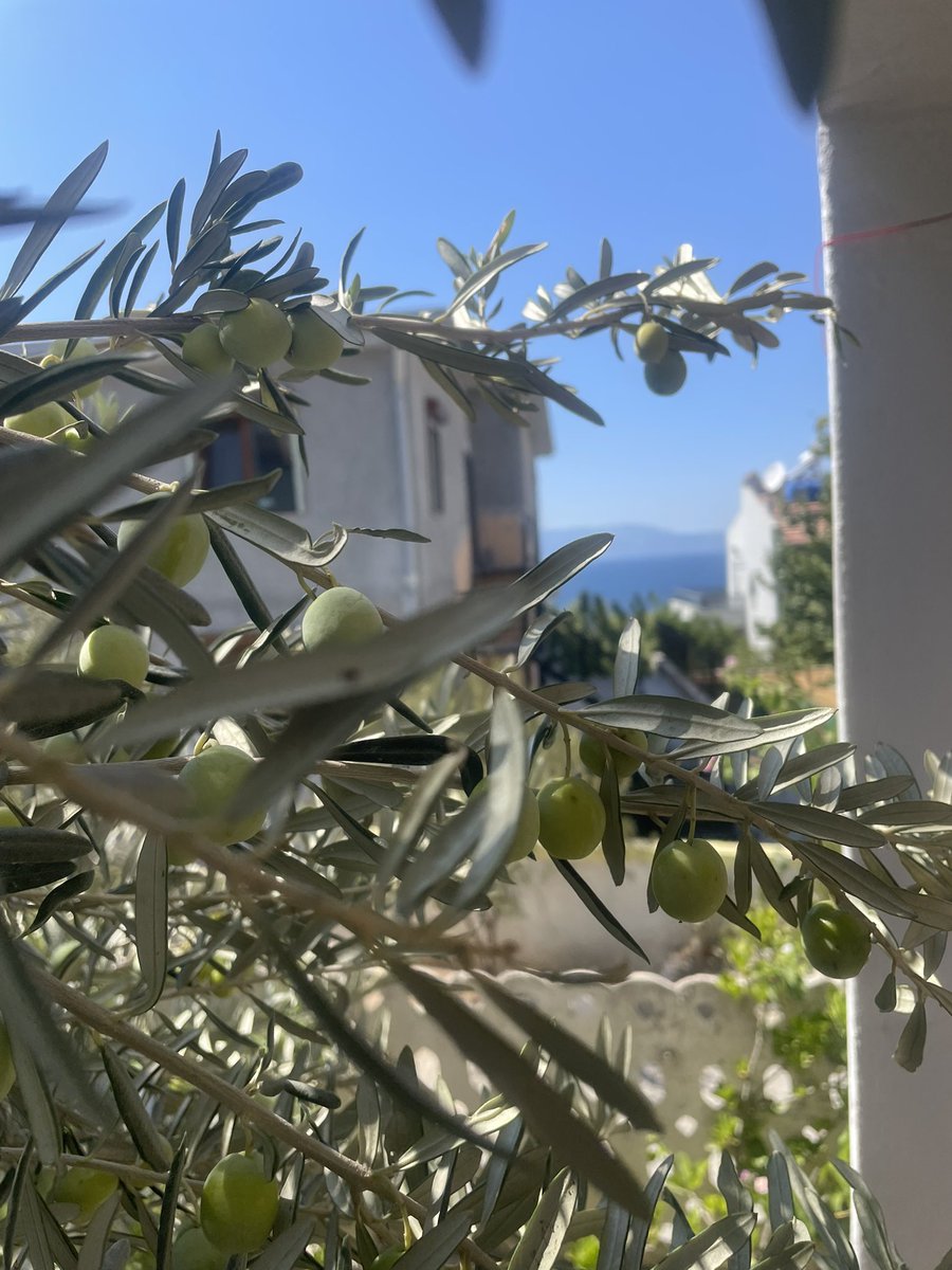 Zeytinlerimiz Hazır #seferihisar #izmir