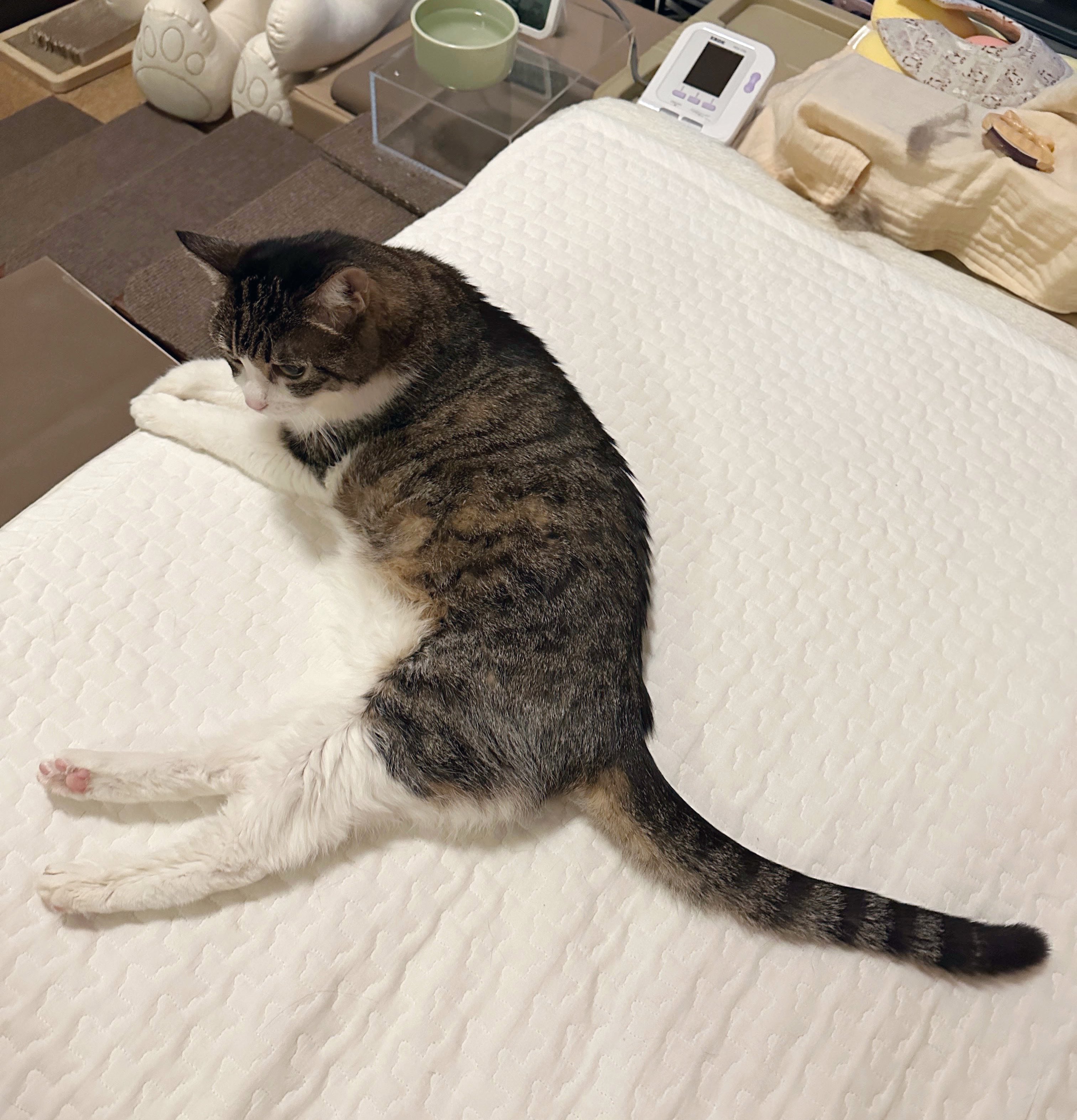 猫千代　0729 猫千代 0729 猫千代 0729 猫千代 0729 カード検索 ｜ Z/X