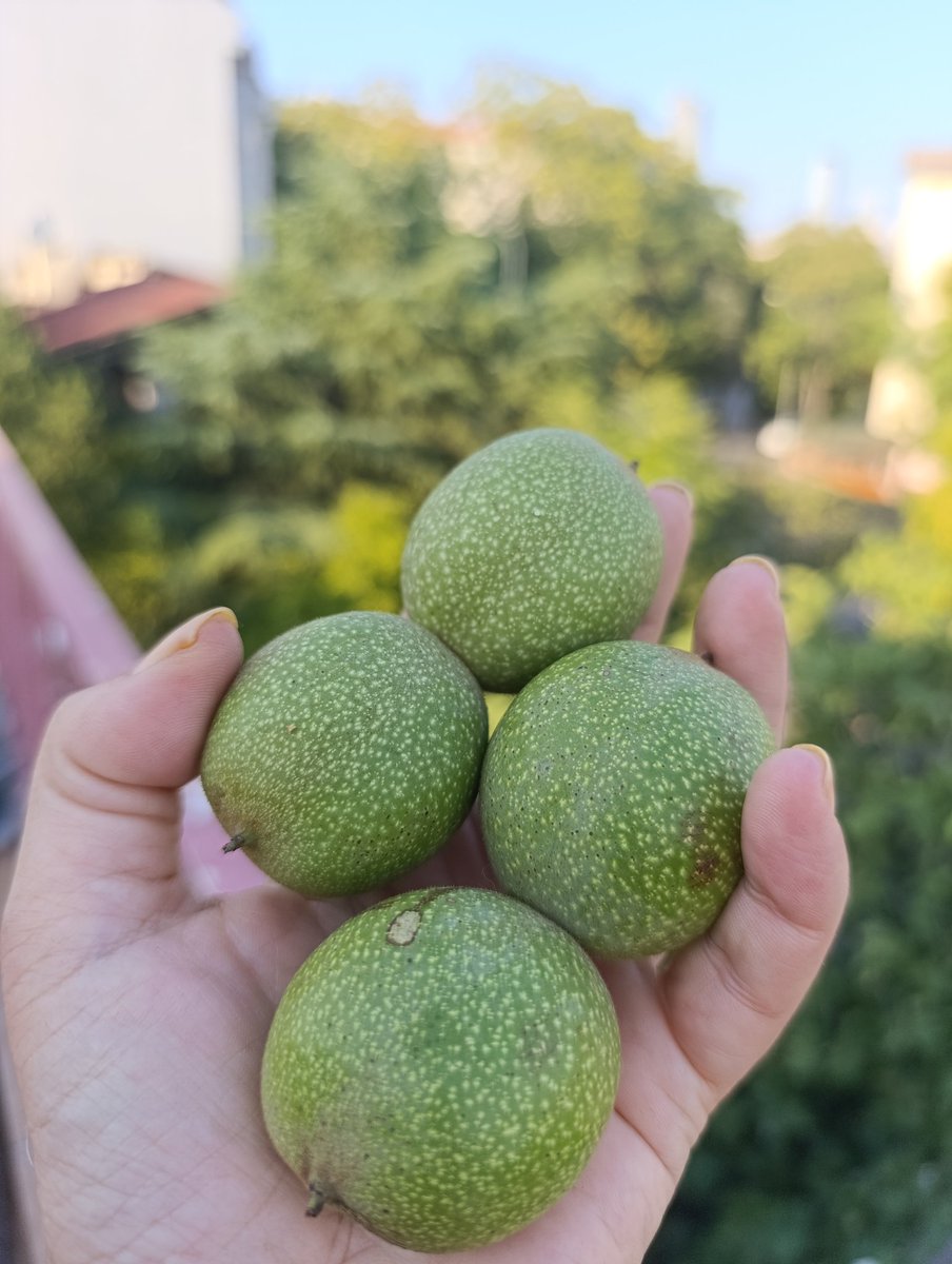 bunun için kurşun atar kurşun yerim ha:)) istanbul gibi bi metropolde hala ağaçtan toplayabilmek de şans