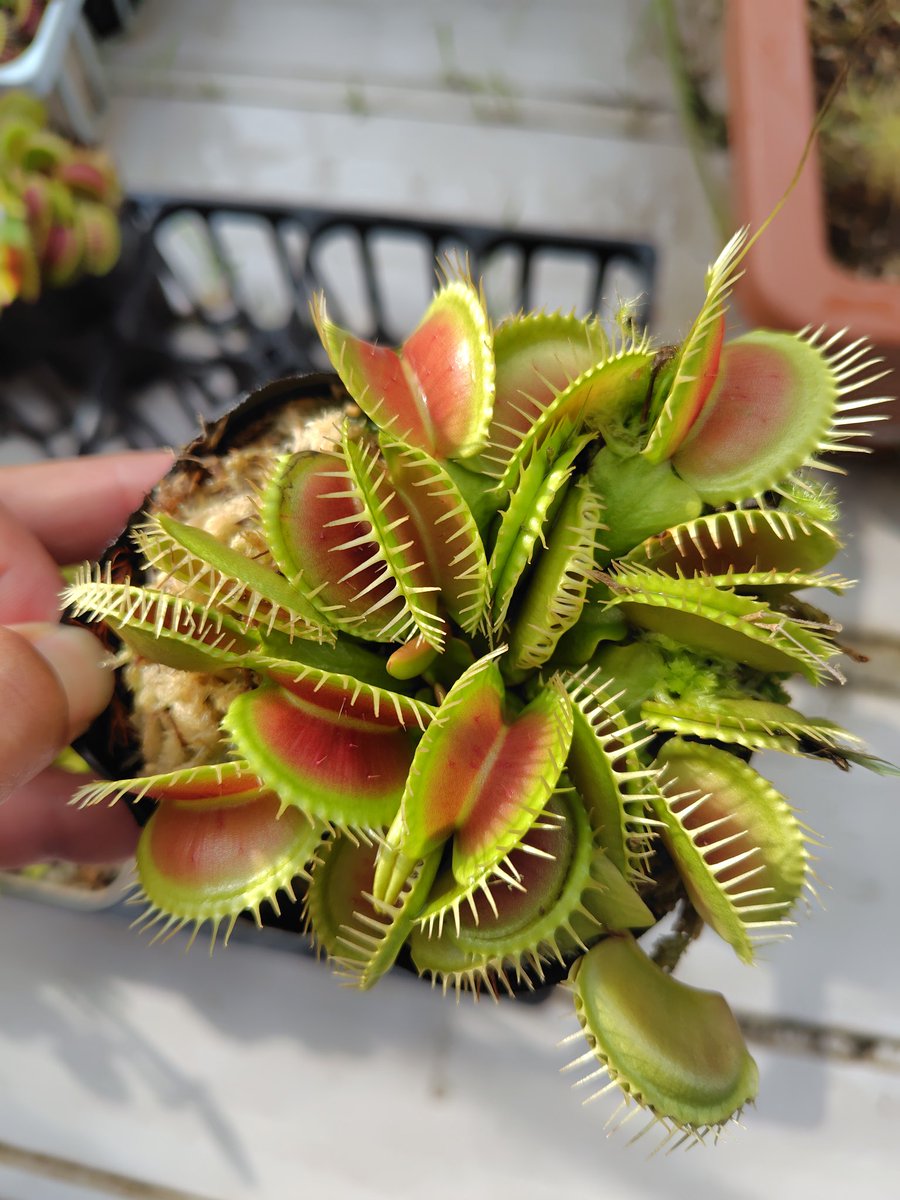 お疲れ様です！

明日頑張ったら休みや！と思ってシフトを見て、もう一日仕事だったことに気付いて項垂れました。

写真は鈴木系…たまらん！！
絵に描いたような誰でも伝わるハエトリソウですね👍