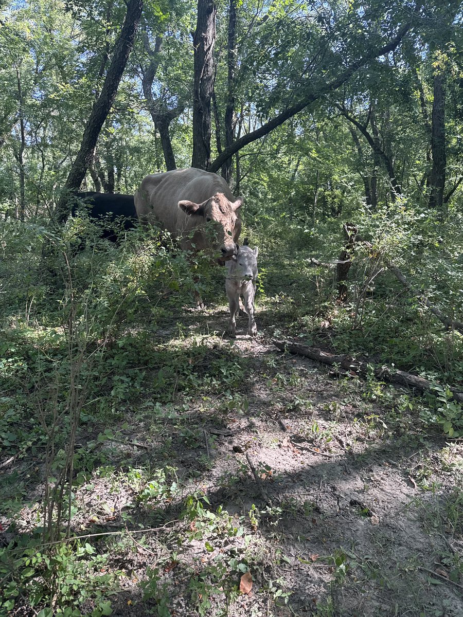 Warlord_TCD1's tweet photo. Pearl our cow had her baby boy a week ago he’s named Murphy #calvingseason #pearl #smallfarmlife https://t.co/n3cDCVurPd