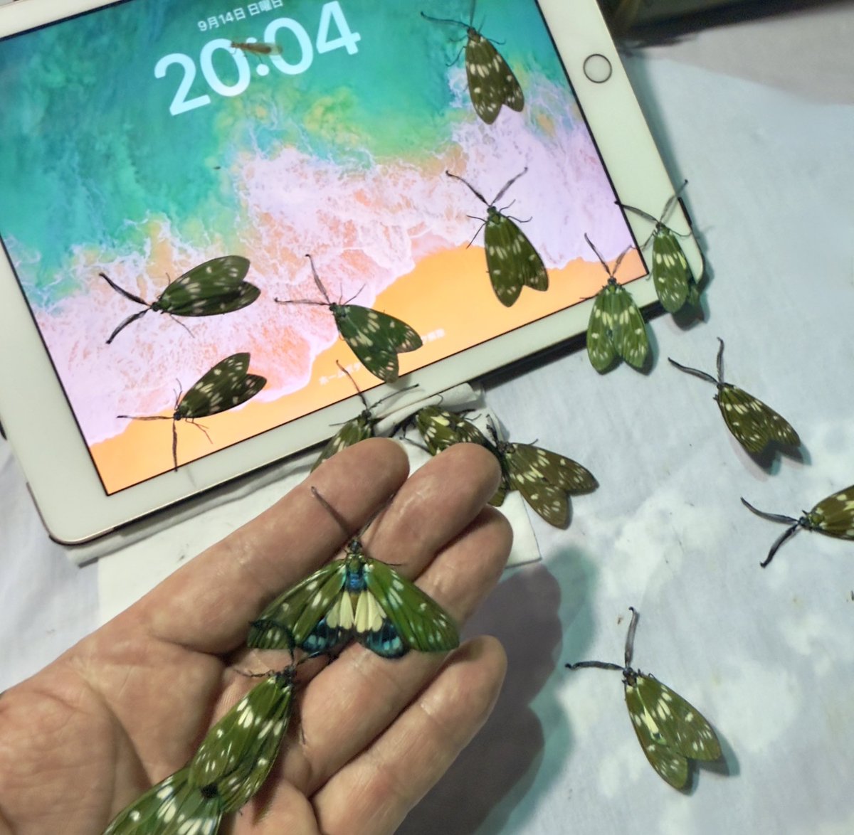 今期もルリチラシが乱舞する時期がやって来た