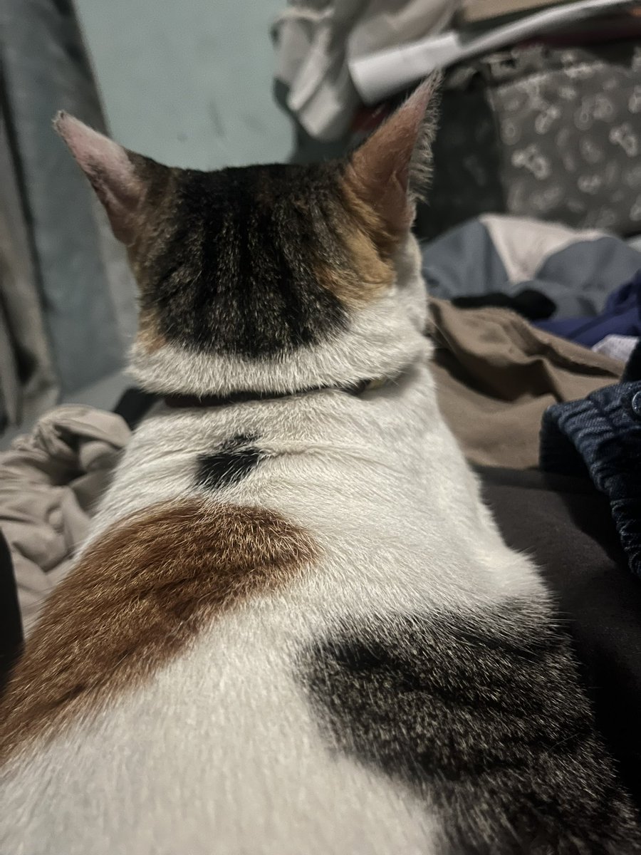 この子がいないと、ダメだ♡
Sehat-sehat terus yaa cantikku