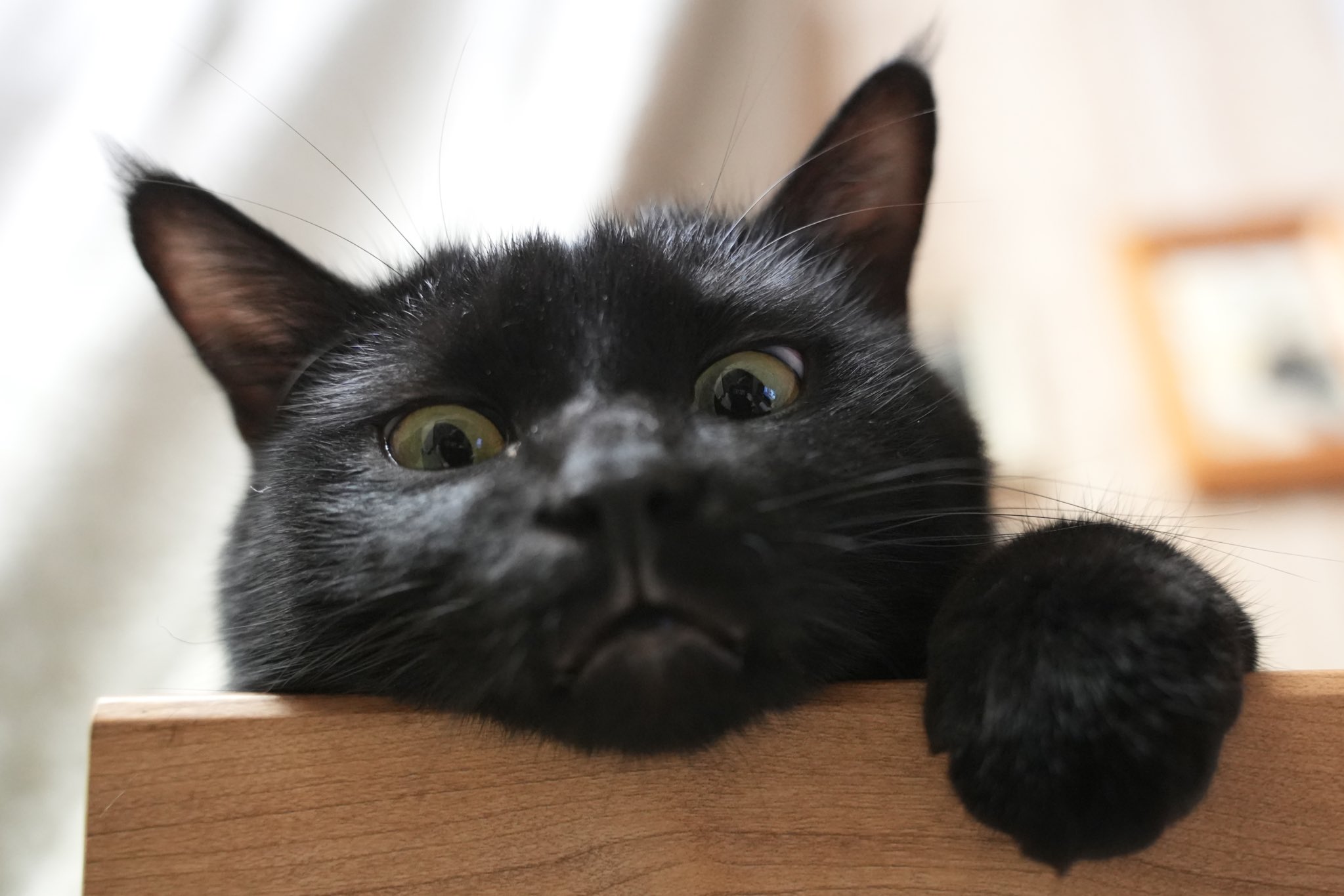 黒猫つくねちゃん太しっぽ on X: 