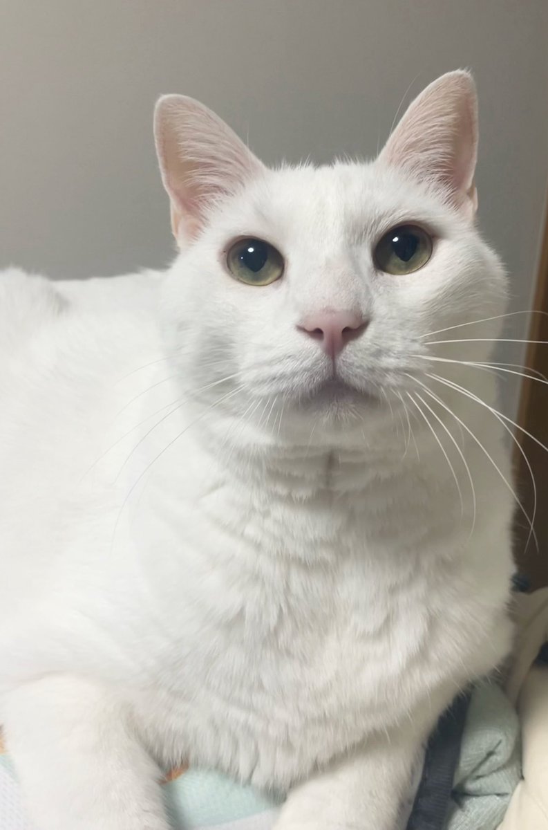 NANA猫ページ JiJi NaNa cats (@ygk0701) / Posts / X