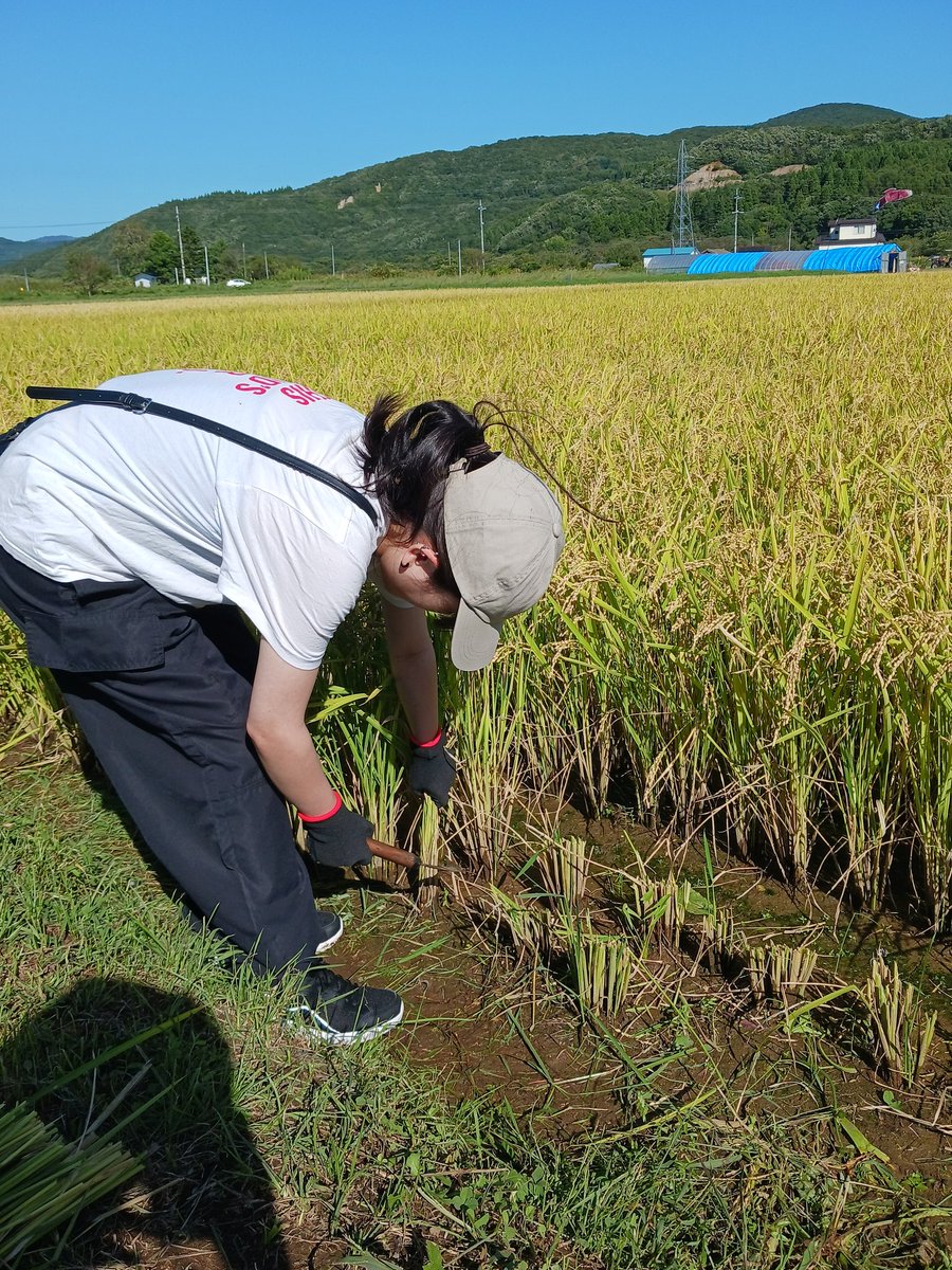 katteni08ooen's tweet image. ぶぁぁぁぁ おつまりさんですー(叫)

市民の地酒つくりプロジェクト 5月に植えた酒米がこんなに立派になって、本日稲刈り(角取り)でした

そこからー！FBXで滝汗💦💦💦

己の体力限界dayでしたw 楽しかったよーー
 #市民の地酒つくりプロジェクト
 #FBX
 #さなまりさん