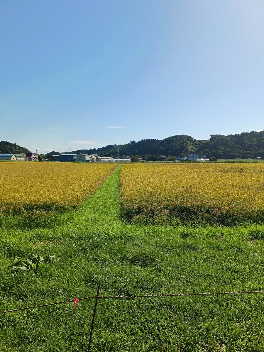 katteni08ooen's tweet image. ぶぁぁぁぁ おつまりさんですー(叫)

市民の地酒つくりプロジェクト 5月に植えた酒米がこんなに立派になって、本日稲刈り(角取り)でした

そこからー！FBXで滝汗💦💦💦

己の体力限界dayでしたw 楽しかったよーー
 #市民の地酒つくりプロジェクト
 #FBX
 #さなまりさん