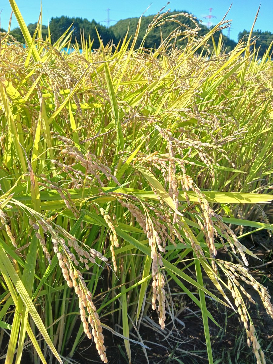 katteni08ooen's tweet image. ぶぁぁぁぁ おつまりさんですー(叫)

市民の地酒つくりプロジェクト 5月に植えた酒米がこんなに立派になって、本日稲刈り(角取り)でした

そこからー！FBXで滝汗💦💦💦

己の体力限界dayでしたw 楽しかったよーー
 #市民の地酒つくりプロジェクト
 #FBX
 #さなまりさん