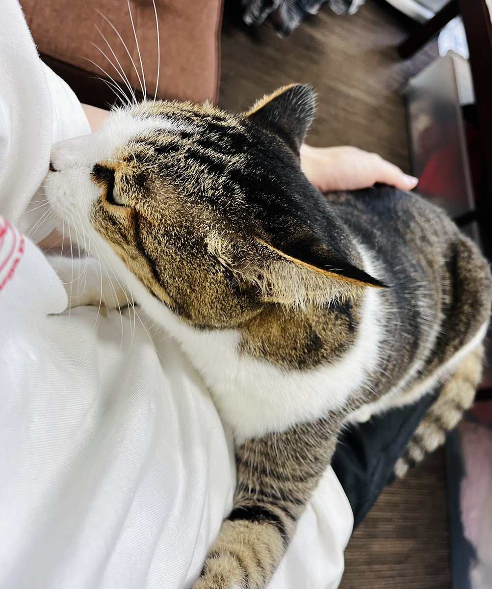 安寧の揺籠 tweet media