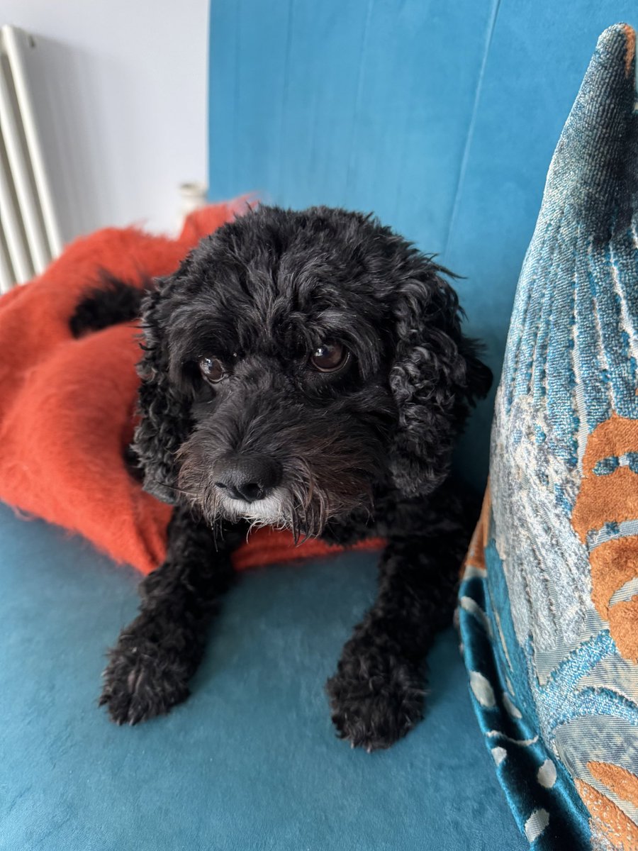 More adventuring up North - I is pooped pals 🥰 #Vera🐶
#DogsOnX
#TwinsiesOnTwitter
#Northumberland 
#barmoorcountrypark