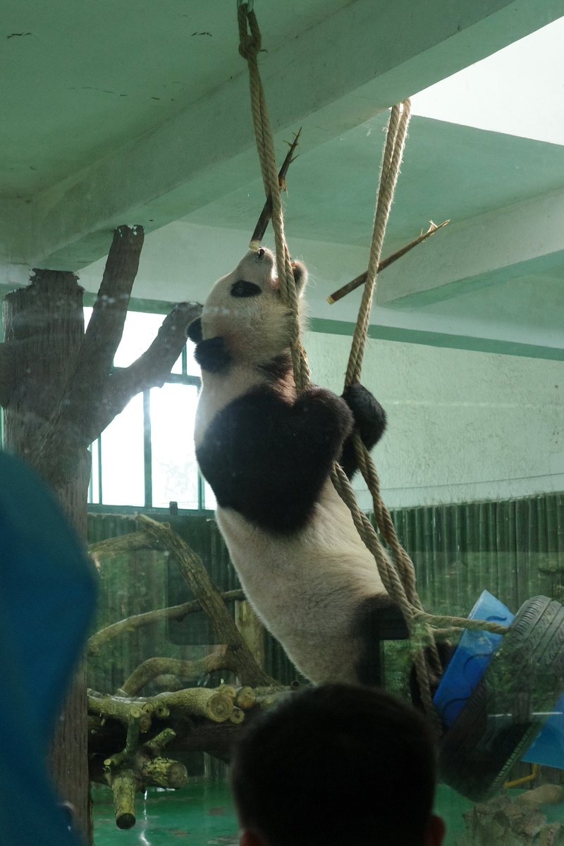 パンダ見てきた！🐼