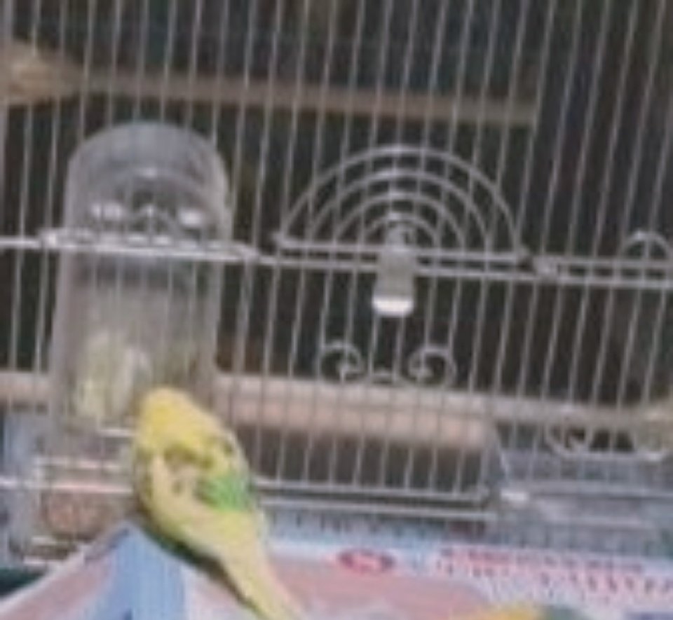 ぴこ兄♂️🧀🍒 (@cherrycheese36) on Twitter photo 