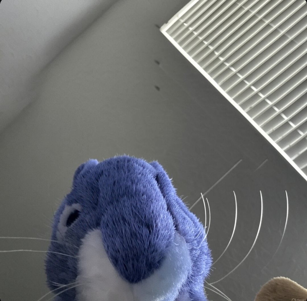 Gm if you GM 

Reply guys 💎⛏️🐿️