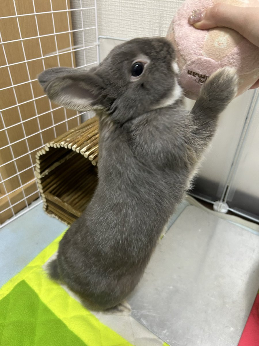 うさぎ_(・×・_∪⌒)ο Fxxking Rabbits Stuffed Toy – #FR2