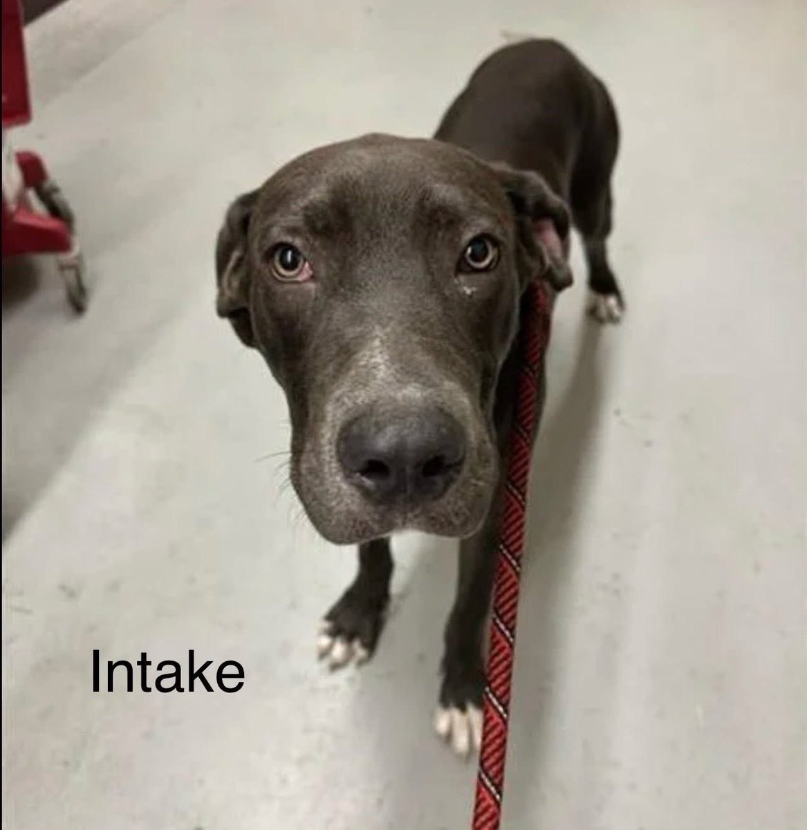 SUNDAY #A383261 1yo,47lbs
ADORABLE LITTLE SUNDAY HAS ZERO PLEDGES😭 
How can u not love that little round head,those pleading eyes?
HELP THIS BABY! She doesn't want to DIE!
Absolutely adorable,gentle baby
PLZ #ADOPT #FOSTER OR #PLEDGE FOR RESCUE ⛑️ #CORPUSCHRISTI #TEXAS
