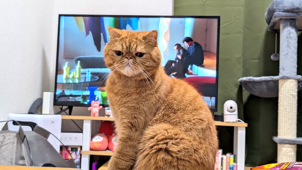 ユージュアル・サスペクツ観てるんだけど字幕が見えないので内容よくわかりません😭
#エキゾチックショートヘア 
#猫好きさんと繋がりたい 
#猫のいる暮らし 
#茶トラのかくにダイエット中目指せ5キロ