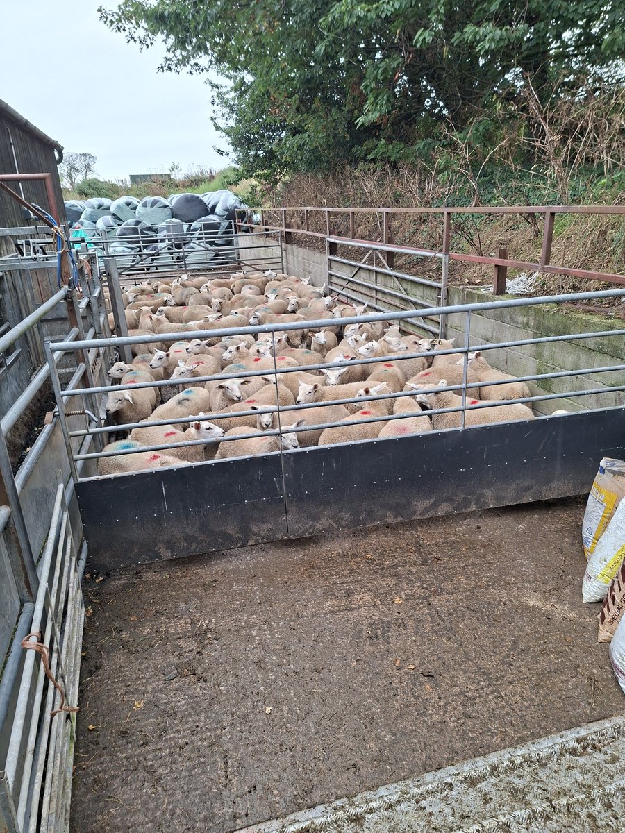 Last of this year's lambs gone today