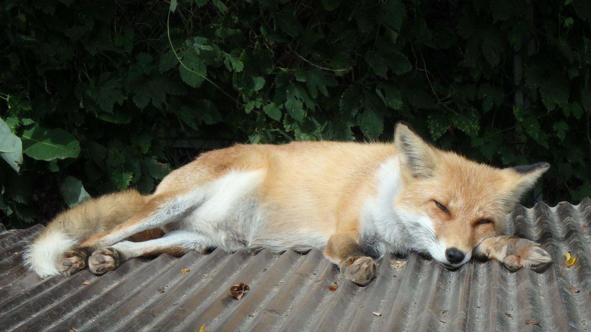 🐕кarlunкo🦊 on X: 