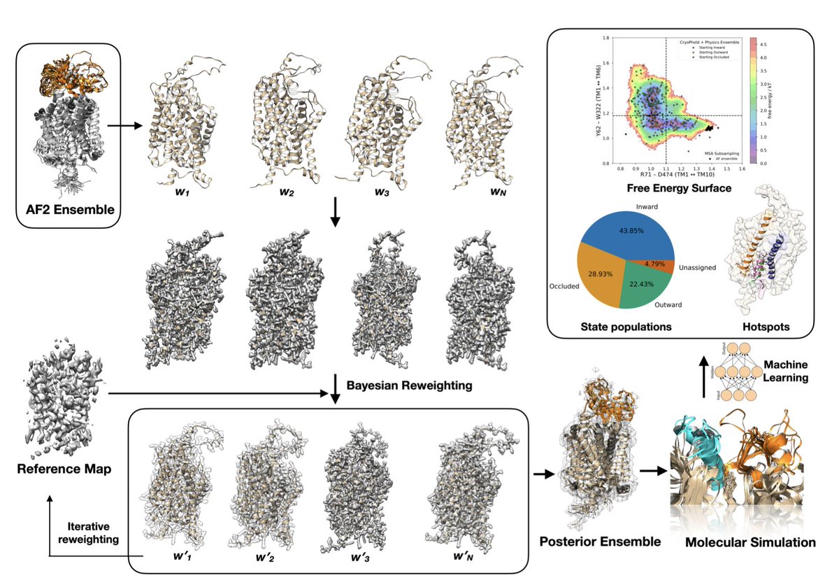 CryoPhold: CryoEM meets AlphaFold and molecular simulation to reveal protein dynamics

1. CryoPhold introduces a groundbreaking modular workflow that integrates AlphaFold-based ensemble generation, Bayesian reweighting against experimental cryo-EM maps, molecular simulation, and