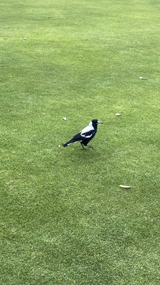 I’ve been in Australia, where the magpies have got it all wrong …