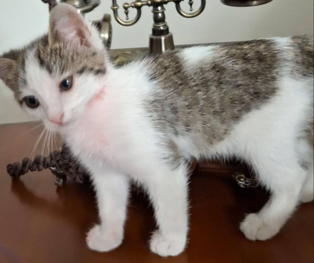 کی وقت کردیم انقدر پست بشیم!
یک ماهشه
مادر و خواهر برادرهاش رو با بیل!!!! کشتن، خودشم الان پیش سرپرست موقت هست و دنبال کسی که بتونه ازش مراقبت کنه چون سرپرست موقتش هم صاحبخونه گفته گربه بیاری باید بری
دو سه روز وقت داره دخترک
اگر کسی میتونه حتی موقت نگهش داره ممنون میشم خبر بده😢